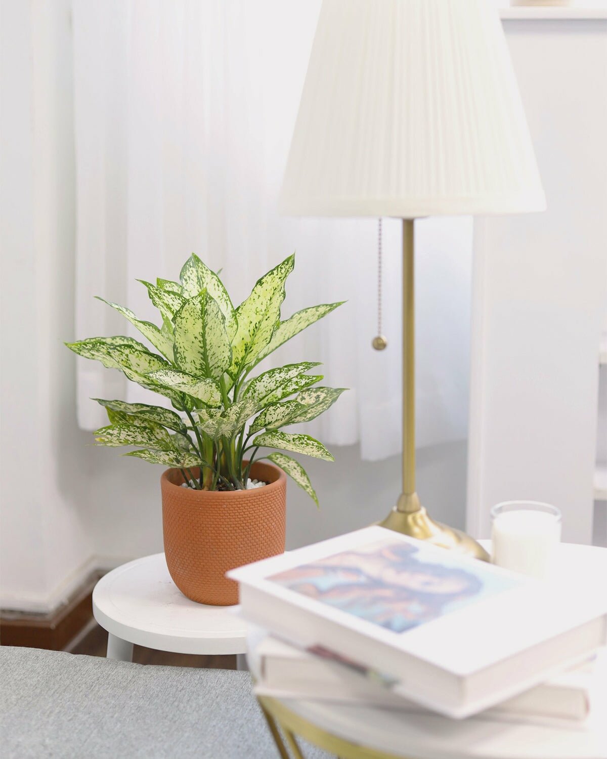 Dieffenbachia Amy in indoor planter, Dieffenbachia Amy in 4 inch white ceramic planter, Dieffenbachia Amy in small planter