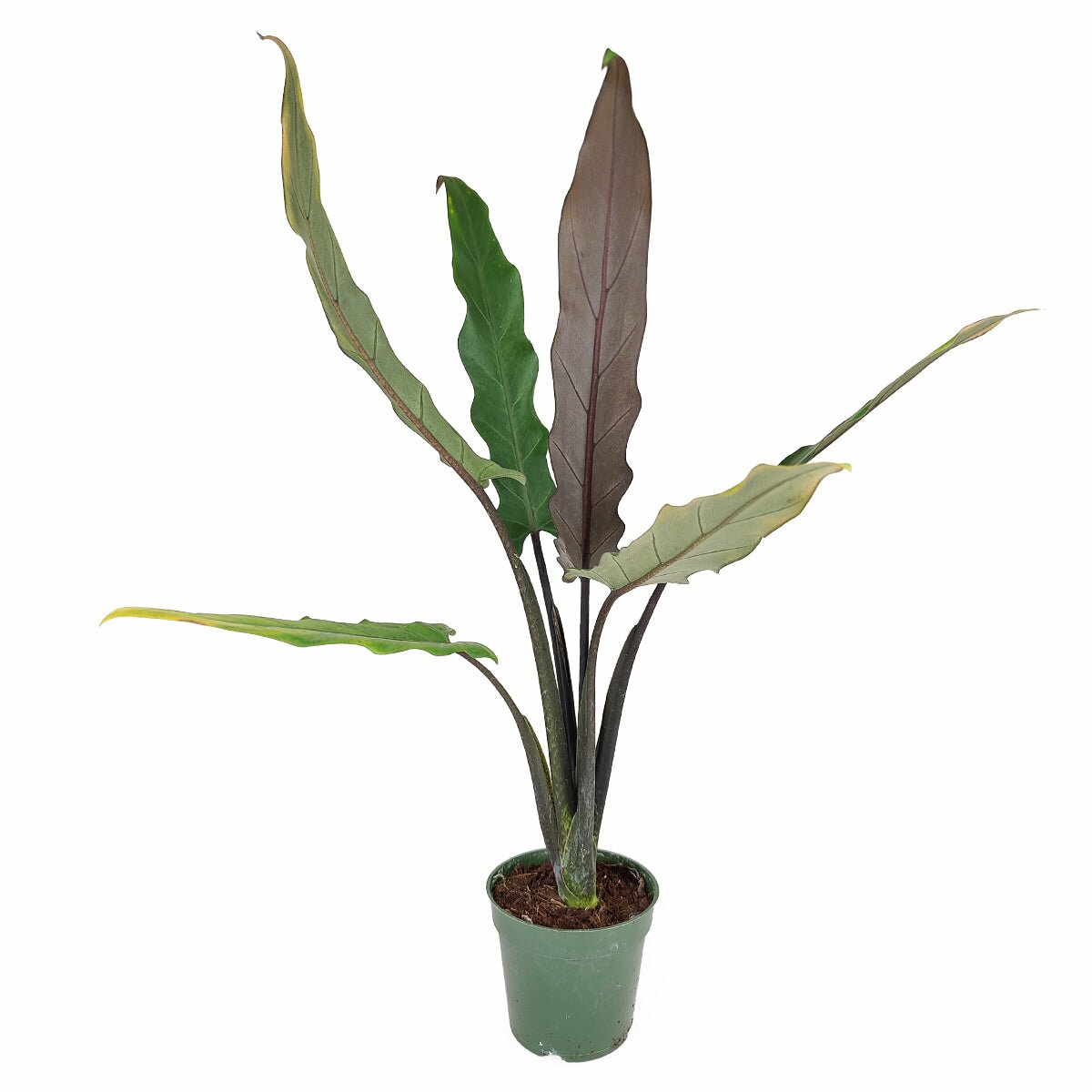 Colorful foliage houseplant for home office decoration, Alocasia Purple Sword for sale, Alocasia Purple Sword plant, rare houseplant, Alocasia Lauterbachiana, bright light indoor plant, purple sword elephant ears for sale, buy alocasia purple sword online