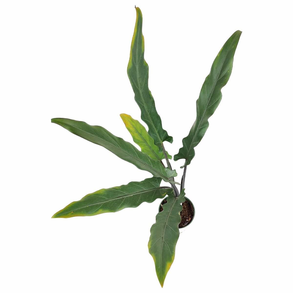 Colorful foliage houseplant for home office decoration, Alocasia Purple Sword for sale, Alocasia Purple Sword plant, rare houseplant, Alocasia Lauterbachiana, bright light indoor plant, purple sword elephant ears for sale, buy alocasia purple sword online