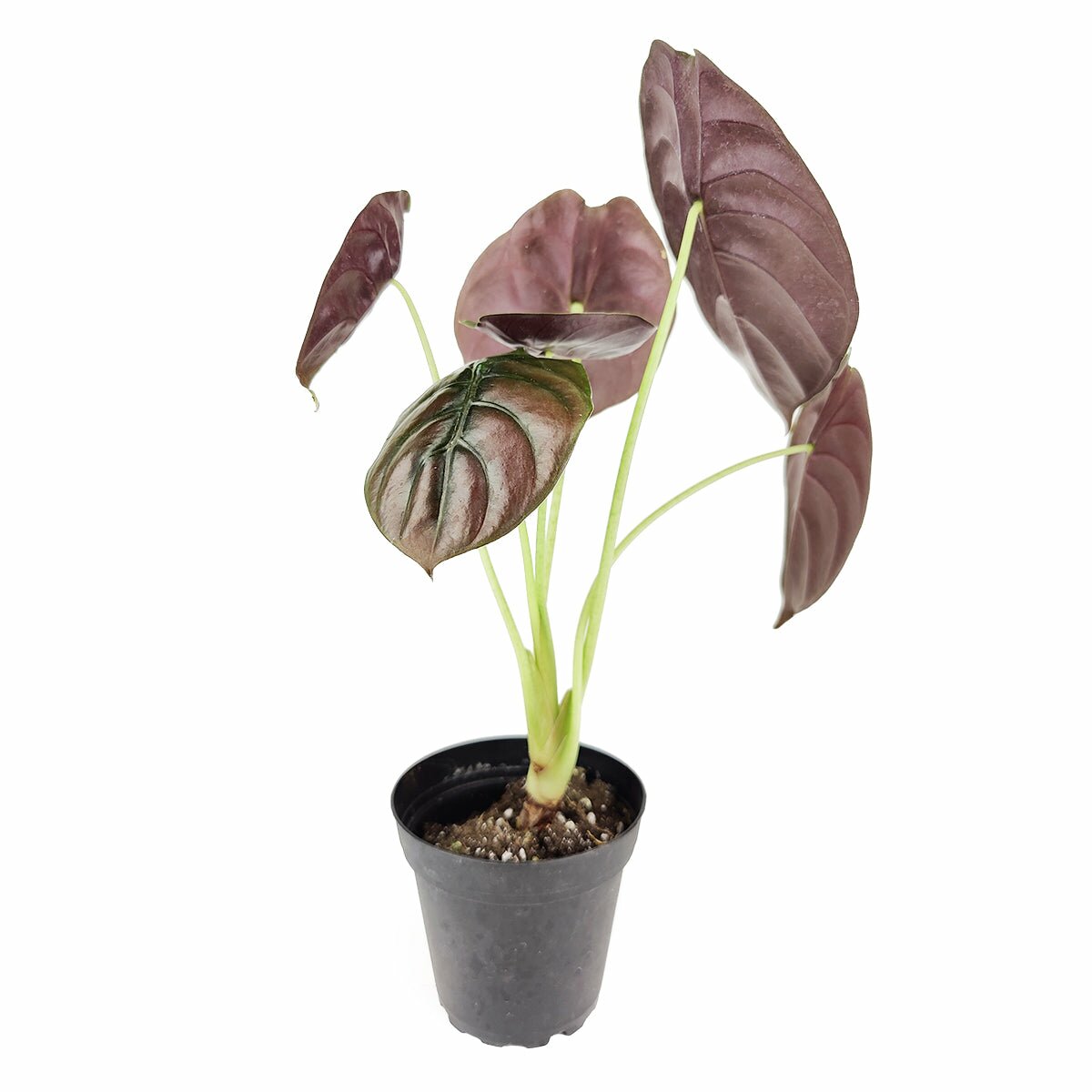 maroon elephant ear plant Alocasia cuprea 'Red Secret' - Alocasia Elephant Ears Rare Plant