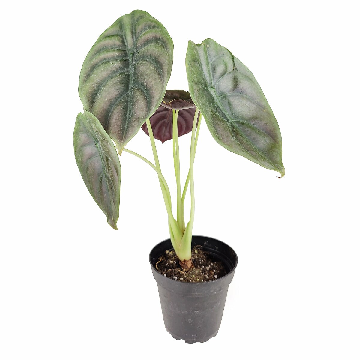 Alocasia Red Secret, Alocasia cuprea red secret, buy alocasia cuprea online, alocasia red secret for sale, alocasia elephant ears plants, rare houseplant near me, colorful foliage houseplant
