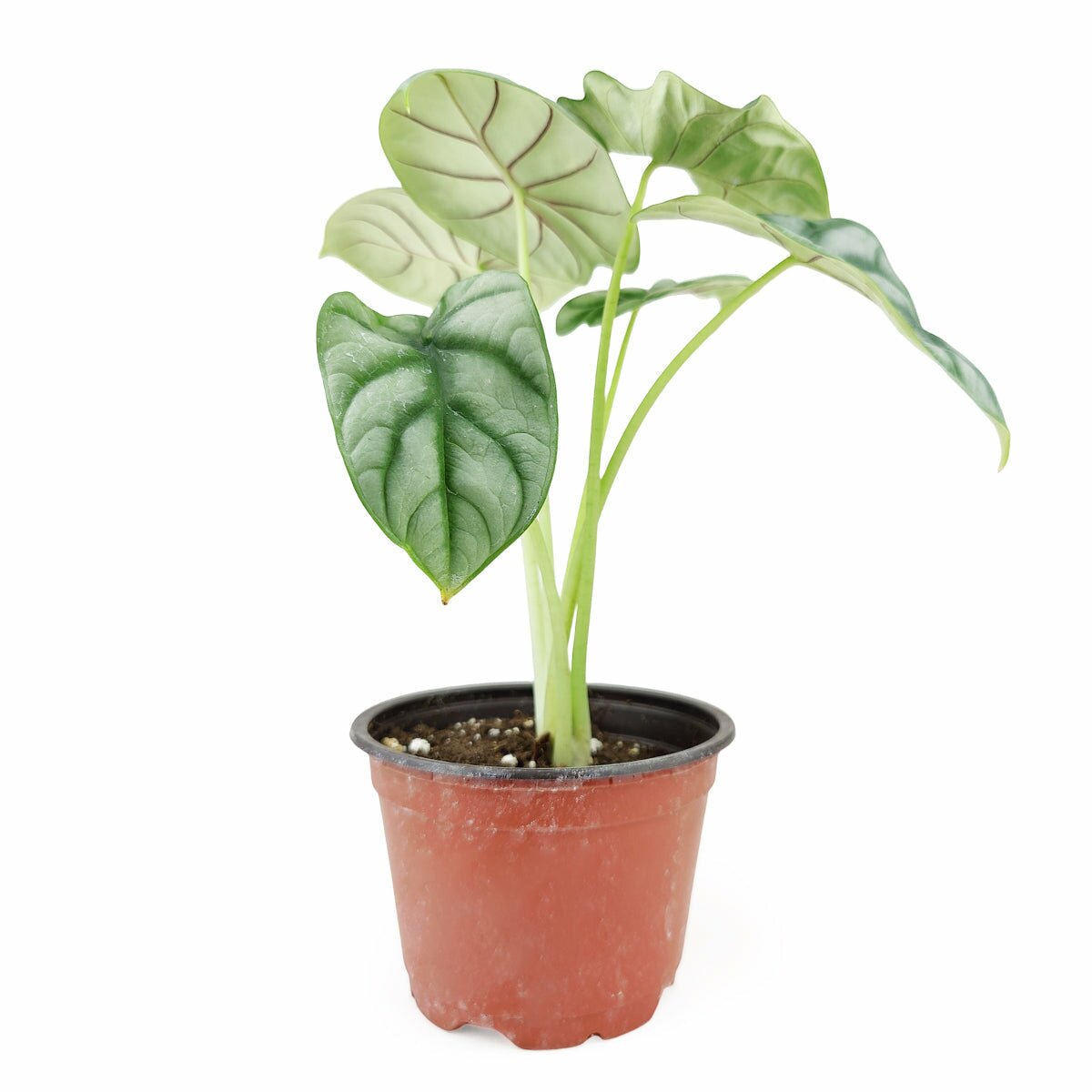 Rare indoor plant for sale, rare houseplant near me, Alocasia Silver Dragon for sale, Alocasia baginda Silver Dragon, buy rare houseplant online, colorful foliage houseplant, jewel alocasia