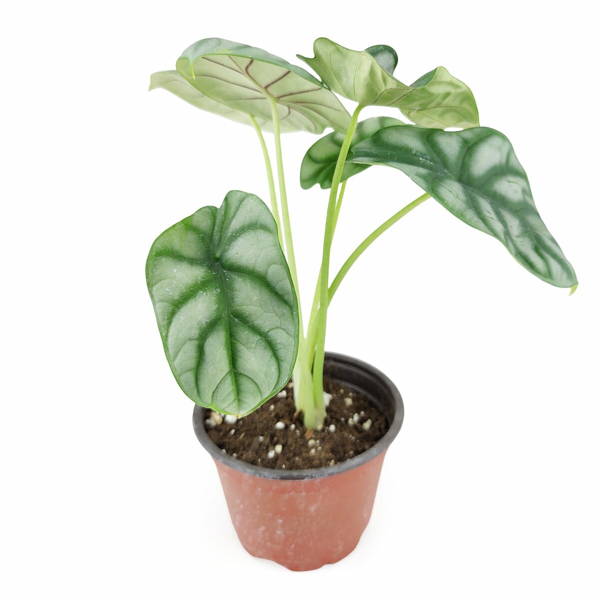Rare indoor plant for sale, rare houseplant near me, Alocasia Silver Dragon for sale, Alocasia baginda Silver Dragon, buy rare houseplant online, colorful foliage houseplant, jewel alocasia