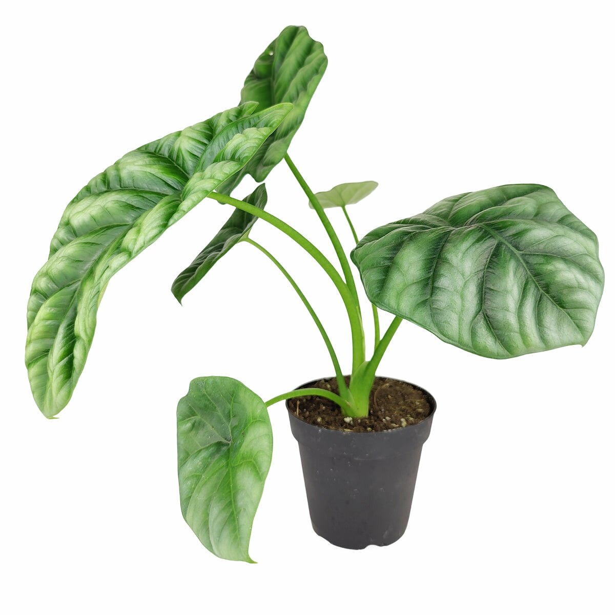 Alocasia Sinuata Quilted Dreams, Alocasia Sinuata for sale, rare indoor plant for sale, buy houseplant online, Quilted Dreams Plant for sale, Elephant Ears Plant, Mirror Plant