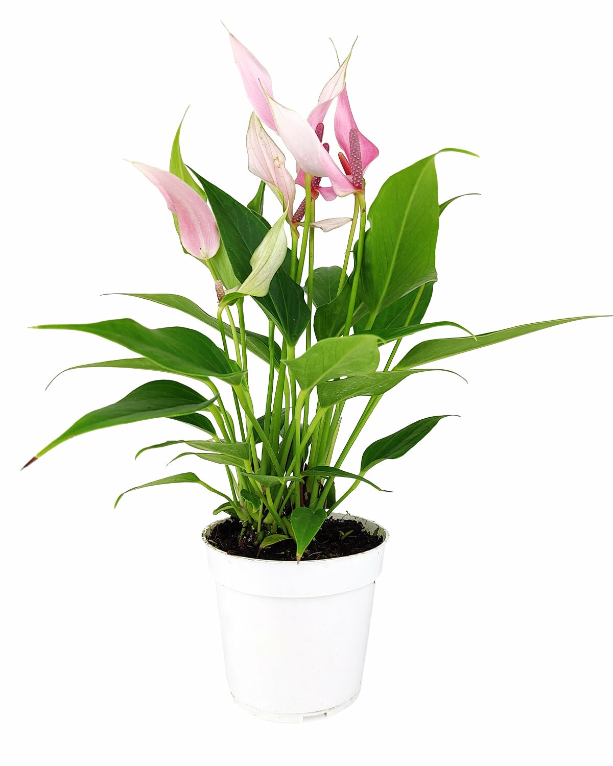 Anthurium Lilli Pink, Pink Flamingo Flower for sale, live flowering houseplant for sale, easy to care houseplant for sale, live Anthurium Plant for sale, flowering indoor plant for home office