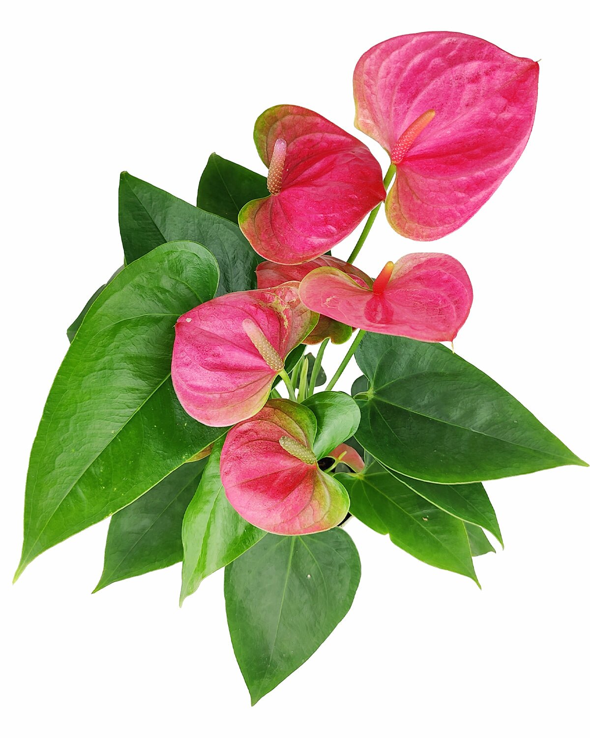 Anthurium Pink for sale, live flowering houseplant, buy Anthurium Pink online, Anthurium Pink Champion, Flamingo Flower plant, air purifying houseplant, easy to care plant for beginner, best indoor plant