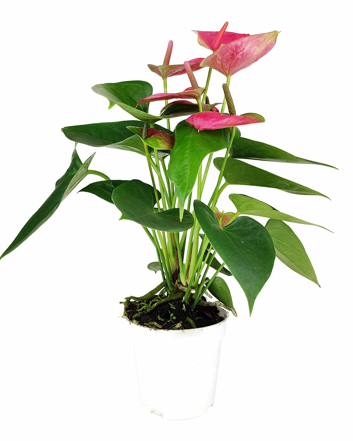 Anthurium Pink for sale, live flowering houseplant, buy Anthurium Pink online, Anthurium Pink Champion, Flamingo Flower plant, air purifying houseplant, easy to care plant for beginner, best indoor plant