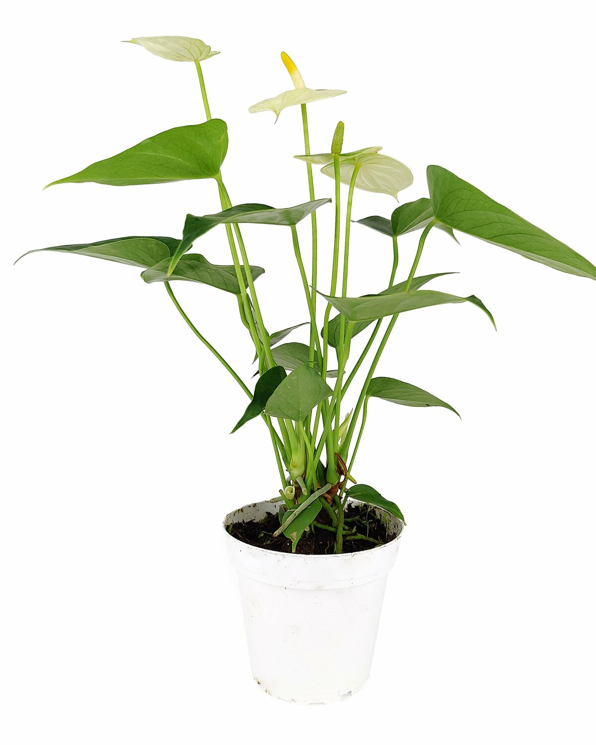 Anthurium White for sale, Flamingo Flower, live pigtail plant for sale, Anthurium White Champion, flowering houseplant, air purifying houseplant, best indoor plant for beginners, live flowering houseplant