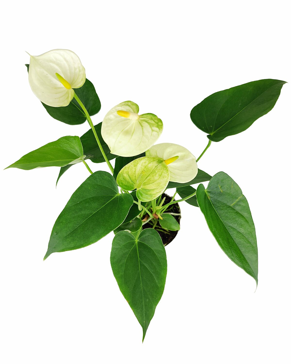 anthurium white winner Anthurium Andraeanum White Champion - Flowering Houseplant for Home