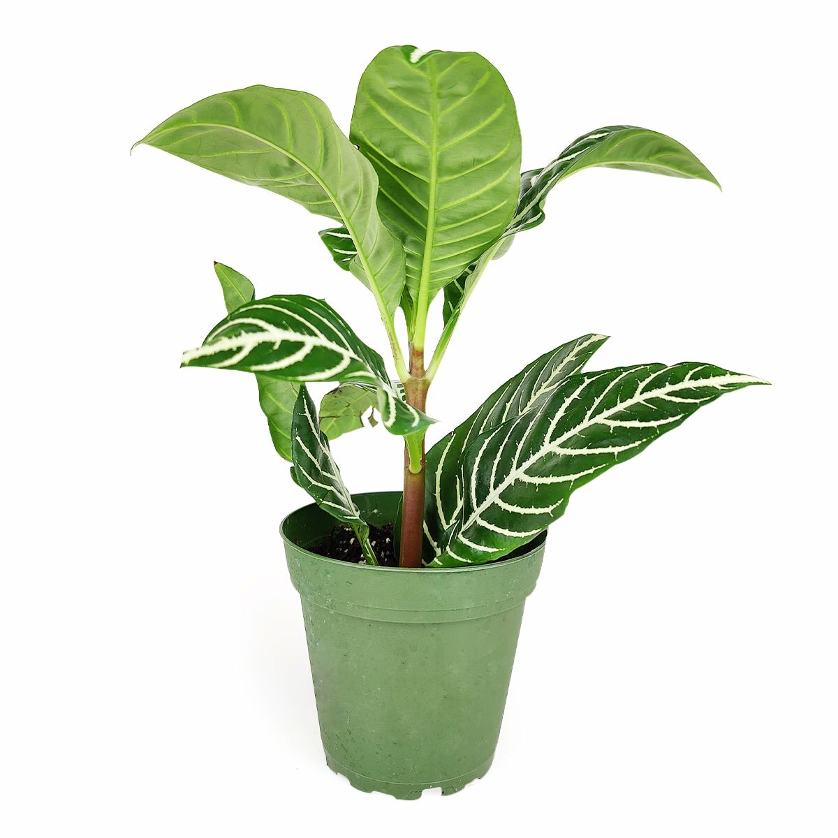 Zebra Plant for sale, Aphelandra squarrosa Zebra Plant, Snow White Plant, buy indoor plant online, unusual houseplant, Saffron Spike Zebra, rare houseplant for sale