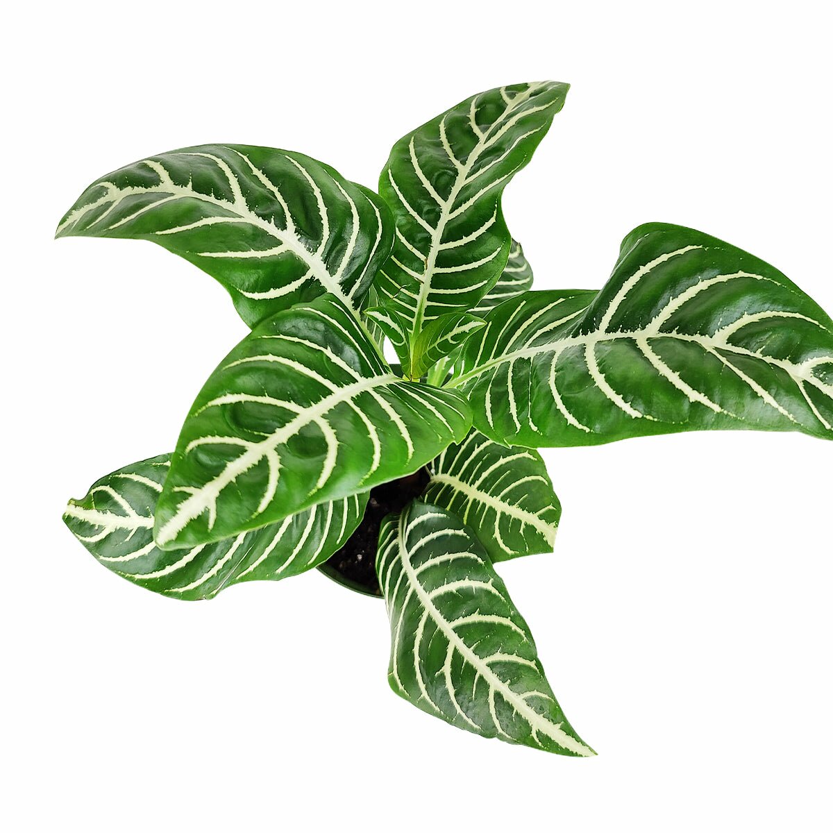 zebra house plant Aphelandra Squarrosa Zebra Plant - Indoor Plant for Home Office Decor