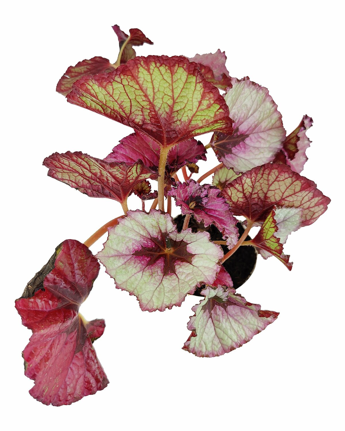 Begonia Rex, colorful foliage houseplant, medium to bright light houseplant, live begonia rex for sale, unique shaped leaves houseplant, colorful indoor plant, easy to care houseplant for beginners