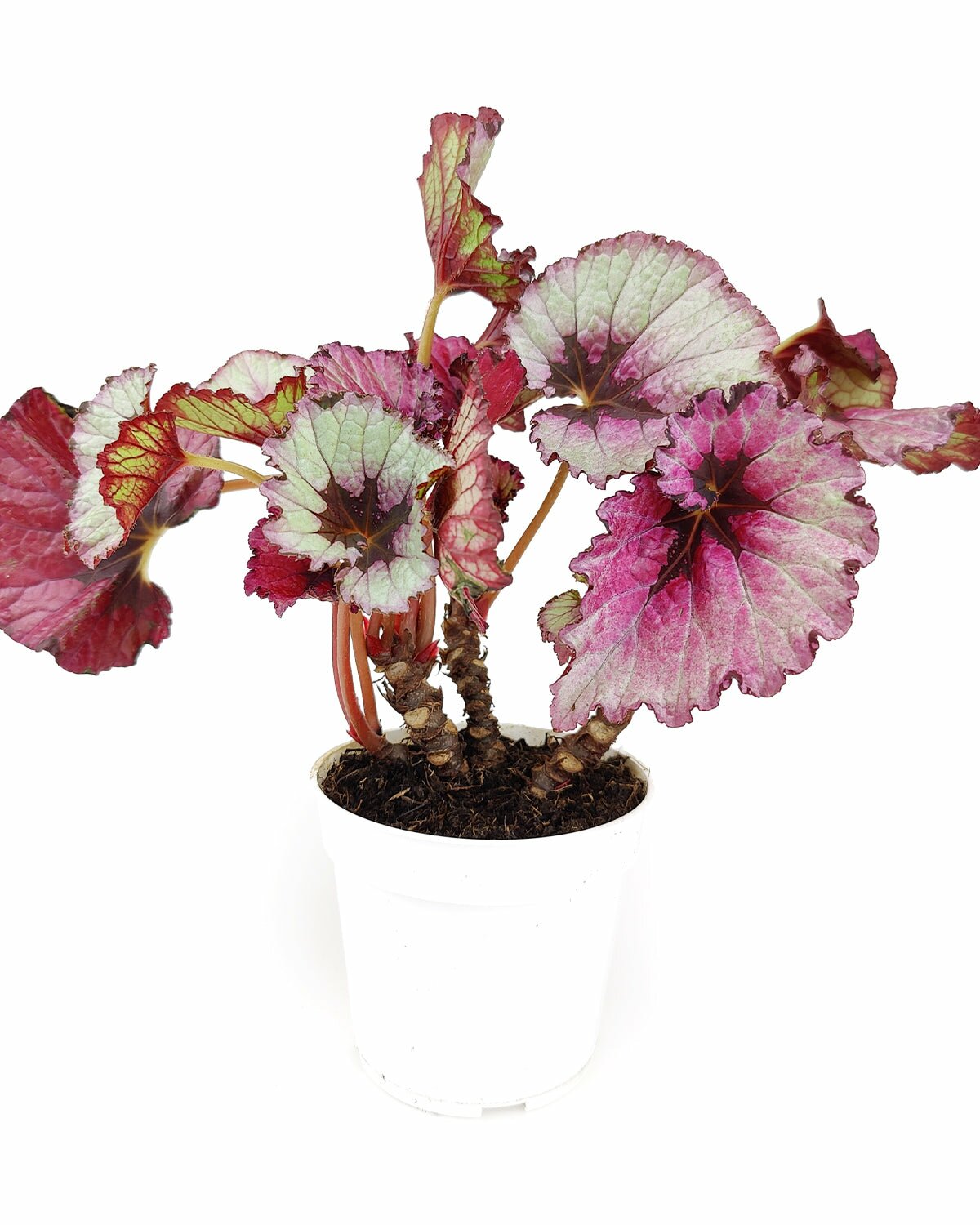 Begonia Rex, colorful foliage houseplant, medium to bright light houseplant, live begonia rex for sale, unique shaped leaves houseplant, colorful indoor plant, easy to care houseplant for beginners