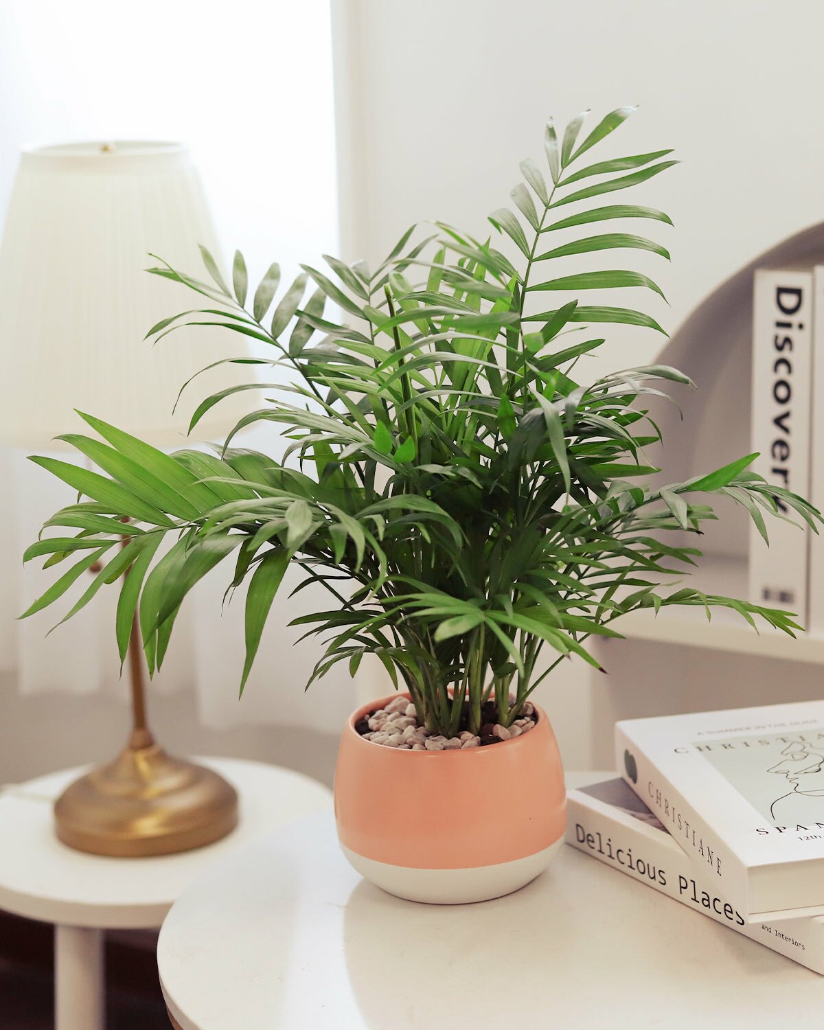 low palm plant Neanthe Bella Palm