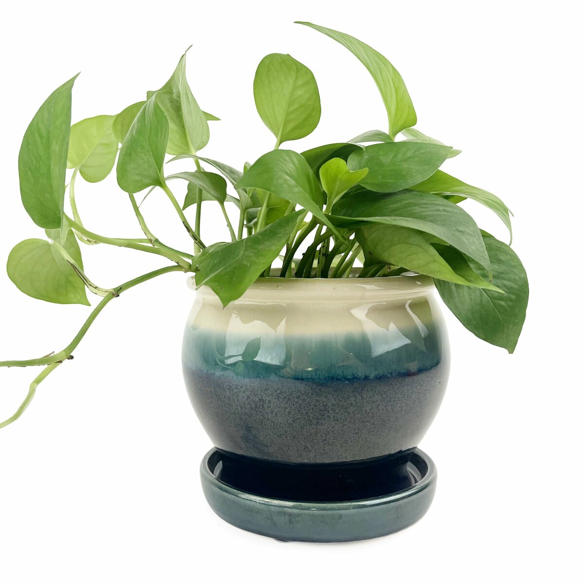 succulent planter with saucer 6 inch Dark Blue Ceramic Planter with Cream Rim & Attached Saucer