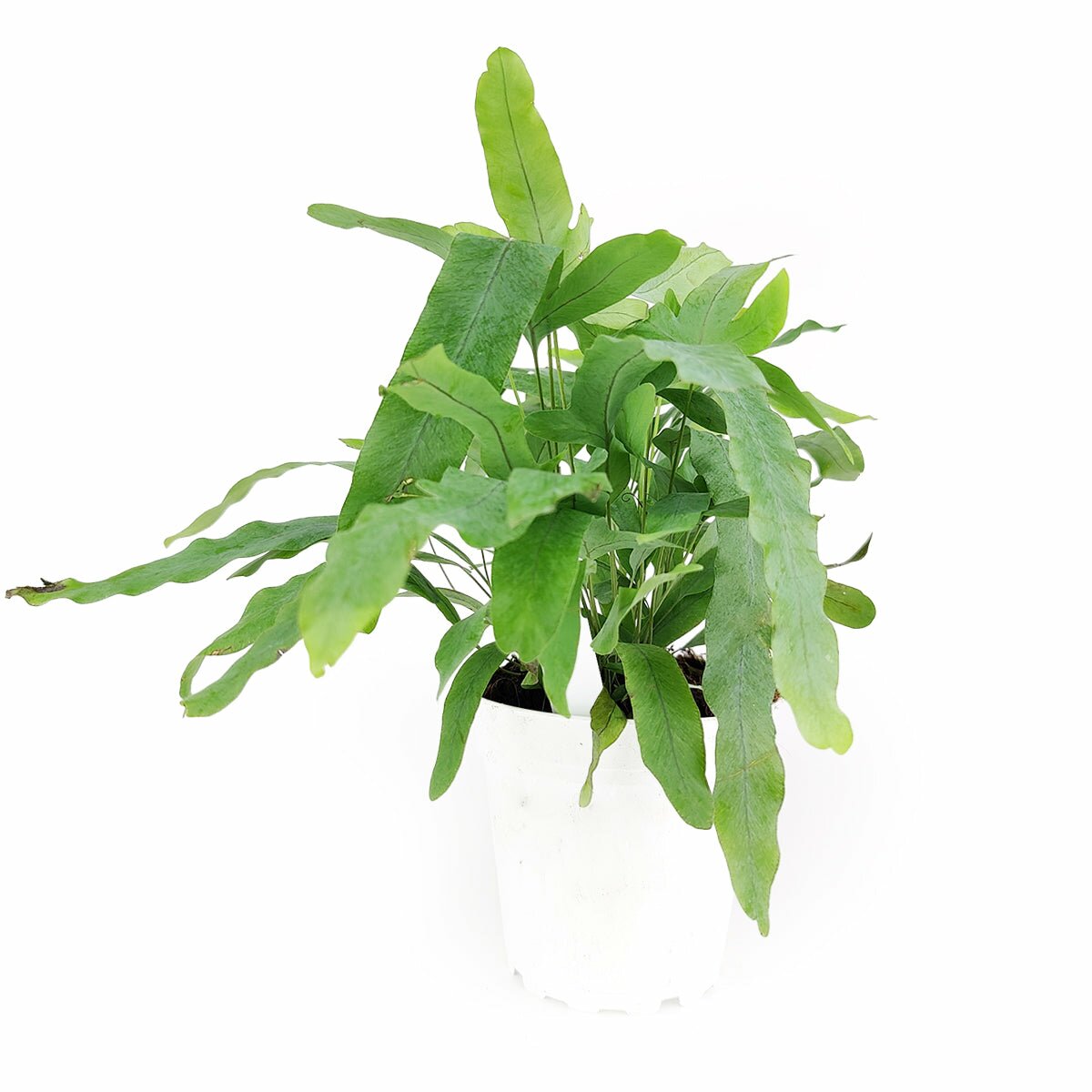 blue star fern houseplant Blue Star Fern - Phlebodium aureum 'Blue Star' Live Houseplant Online