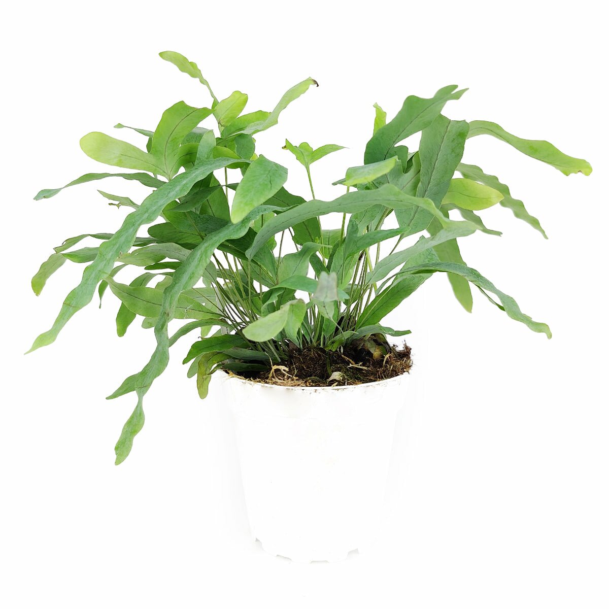 air fern plants for sale Blue Star Fern - Phlebodium aureum 'Blue Star' Live Houseplant Online