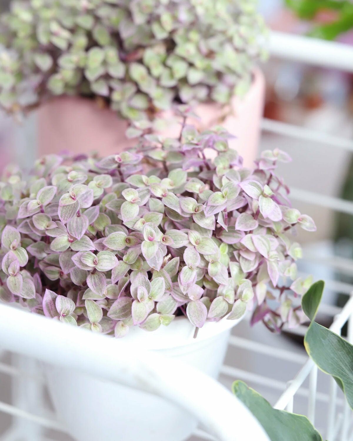 pink lady plant indoor Callisia Repens Pink Lady (Turtle Vine)
