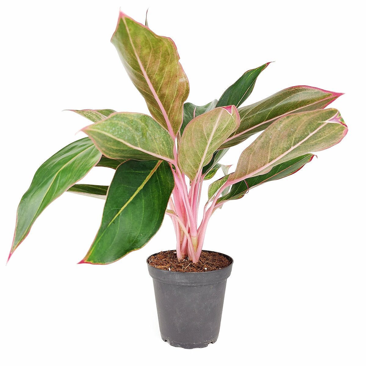Chinese Evergreen Siam Red, colorful foliage houseplant for home office, easy to care houseplant for beginner, Aglaonema 'Siam Red', Chinese Evergreen Siam Aurora, buy houseplant online, Siam Red Plant for sale