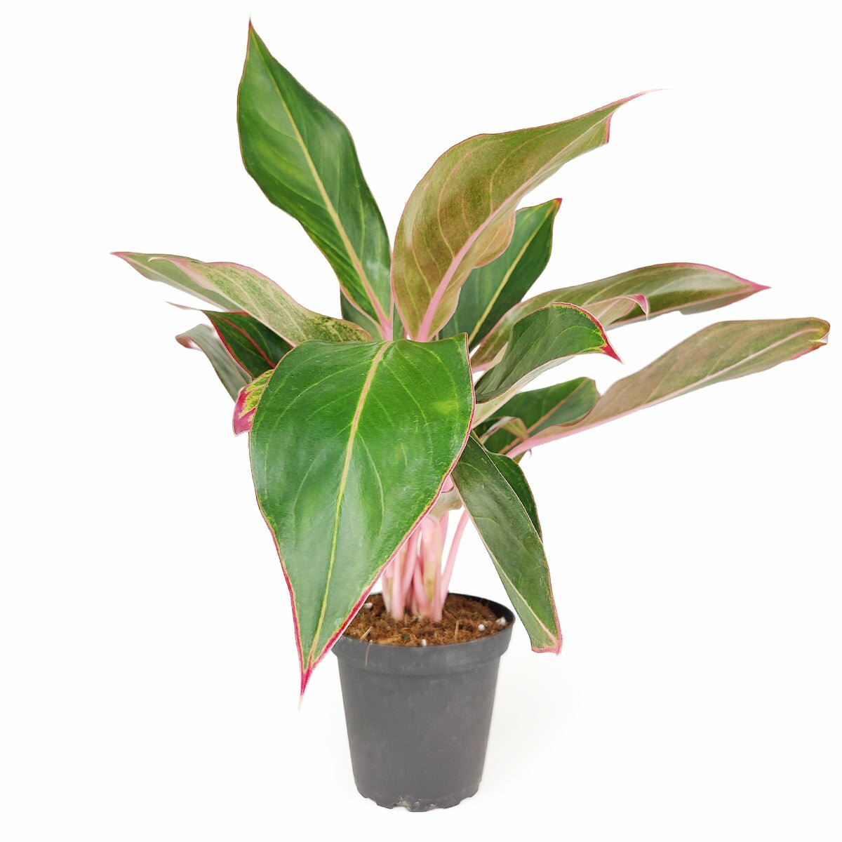 Chinese Evergreen Siam Red, colorful foliage houseplant for home office, easy to care houseplant for beginner, Aglaonema 'Siam Red', Chinese Evergreen Siam Aurora, buy houseplant online, Siam Red Plant for sale