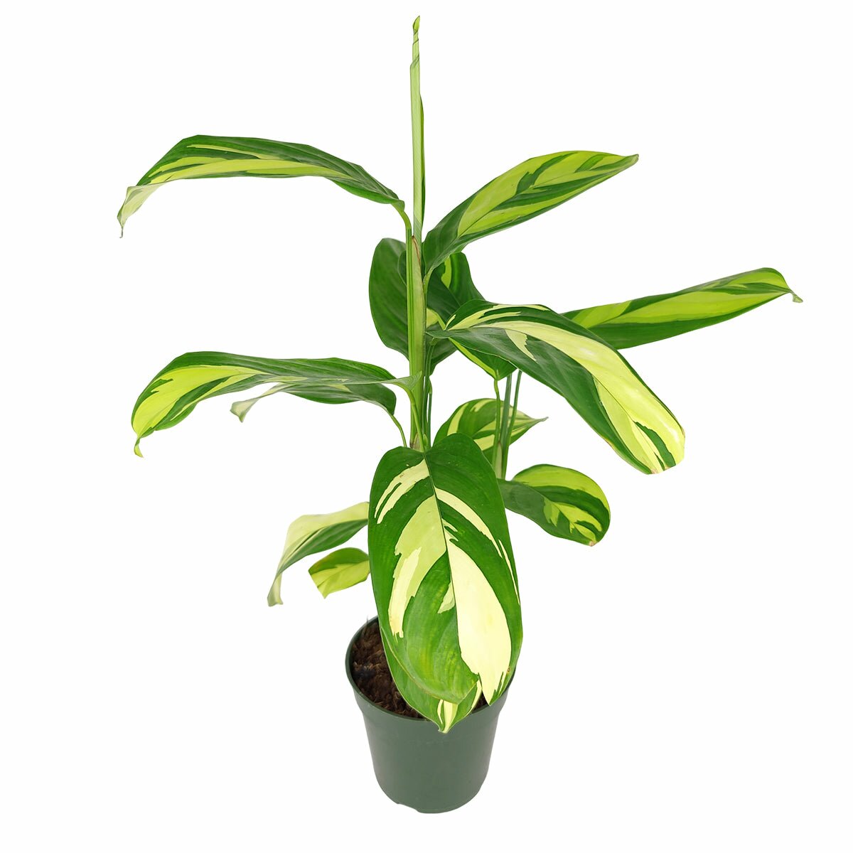 Ctenanthe Lubbersiana, Bamburanta Plant, variegated houseplant, medium to bright light houseplant, never never plant for sale, buy variegated plant online, colorful foliage houseplant, best indoor plant for home office, Ctenanthe Lubbersiana 'Bamburanta'