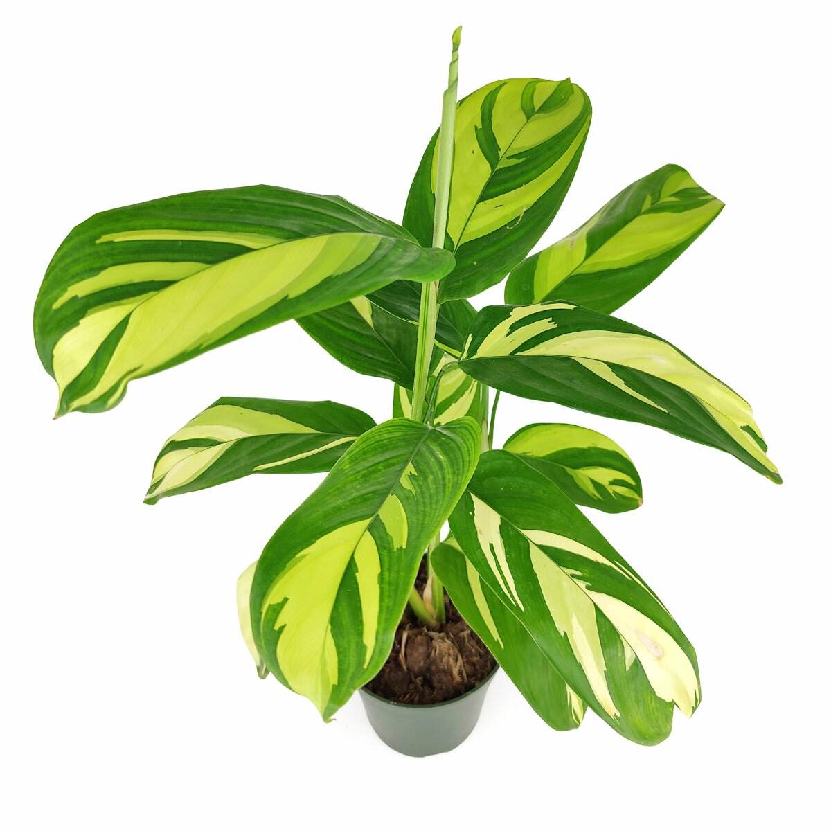 Ctenanthe Lubbersiana, Bamburanta Plant, variegated houseplant, medium to bright light houseplant, never never plant for sale, buy variegated plant online, colorful foliage houseplant, best indoor plant for home office, Ctenanthe Lubbersiana 'Bamburanta'
