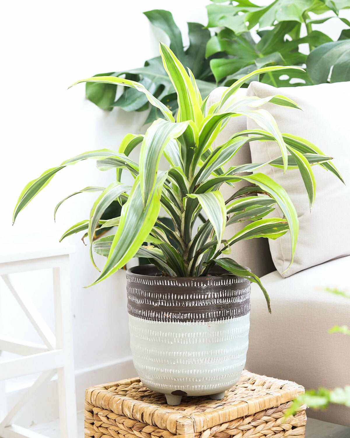 Dracaena Deremensis, Dracaena Lemon Lime, medium to bright light houseplant, easy to care houseplant for beginners, best indoor plant for home office, best fengshui houseplant, air purifying houseplant
