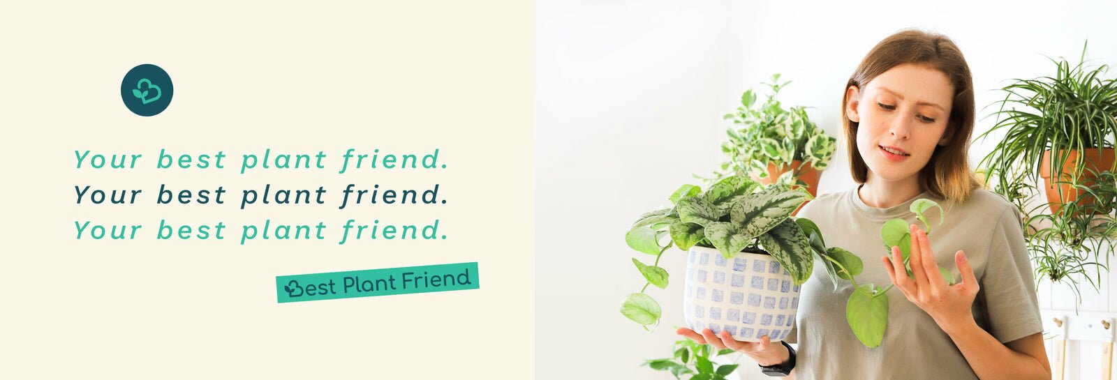 Information About Succulents Box Online Store