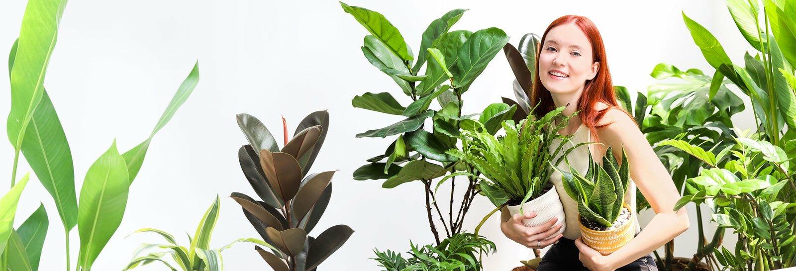 Best Houseplants, Most Popular Houseplants