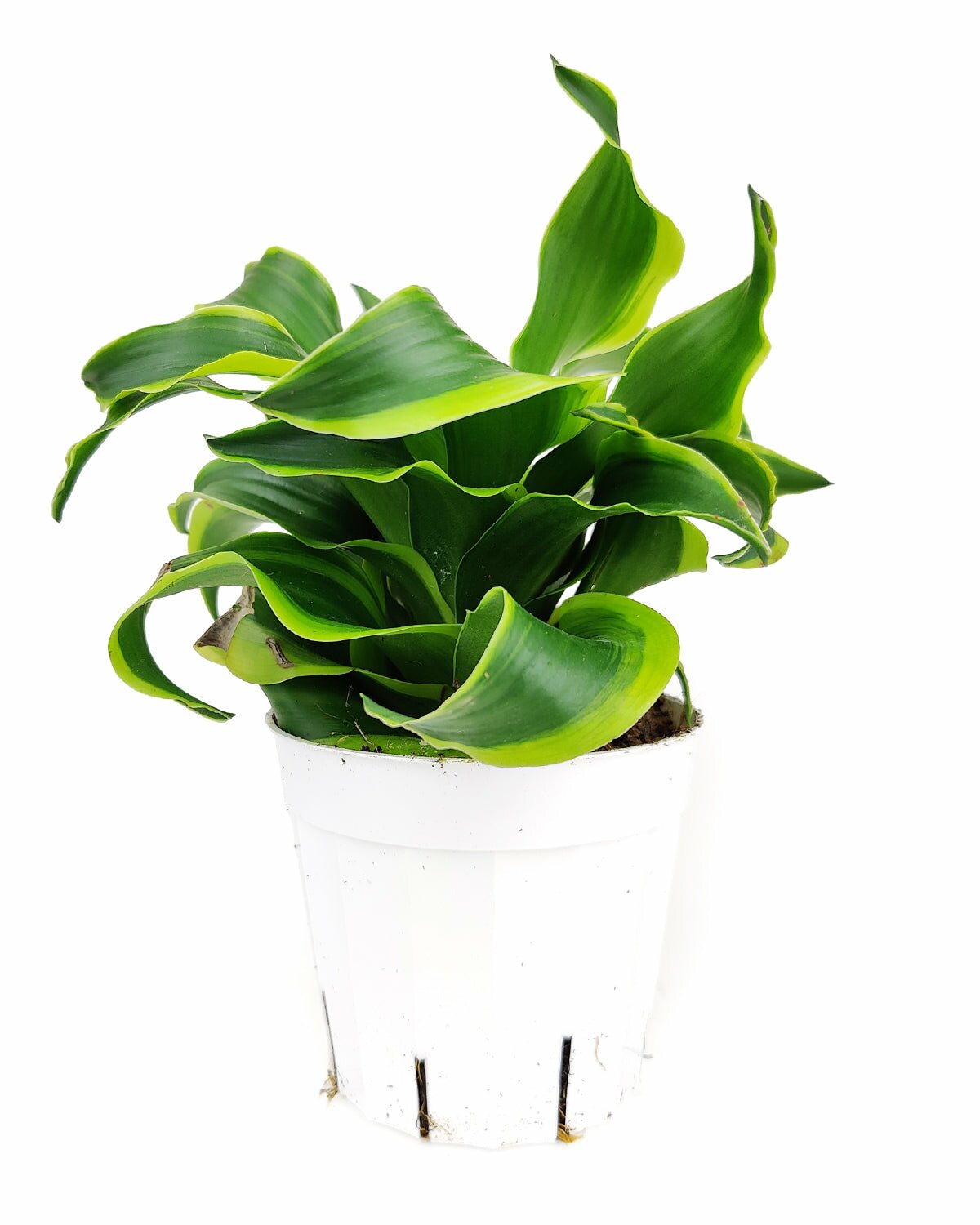 dracaena fragrans twister Dracaena fragrans Tornado - Unique Leaves Shaped Houseplant