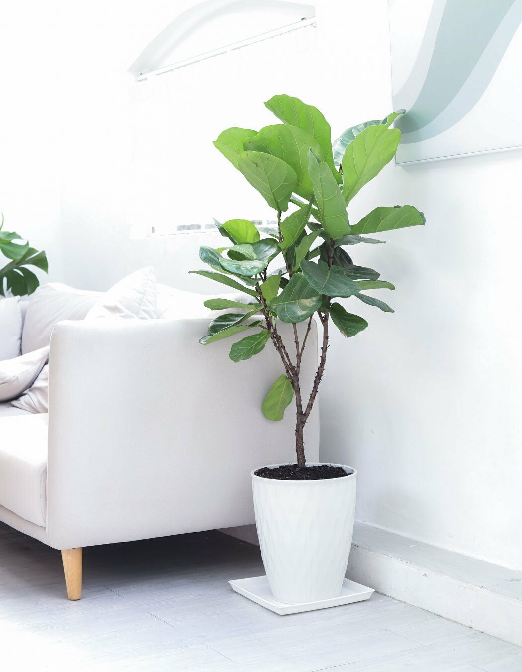 Fiddle Leaf Fig for sale, easy to care houseplant for beginners, Ficus Lyrata buy online, Ficus Lyrata care guide, houseplant for home office decoration, air purifying houseplant