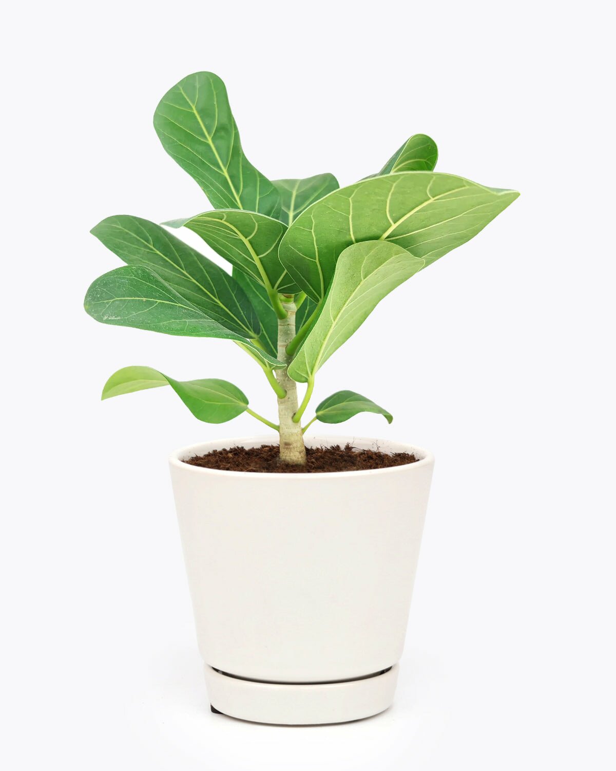 Ficus Audrey plant with twisted trunk, Ficus Audrey plant in a pot, Ficus Audrey plant in a hanging basket