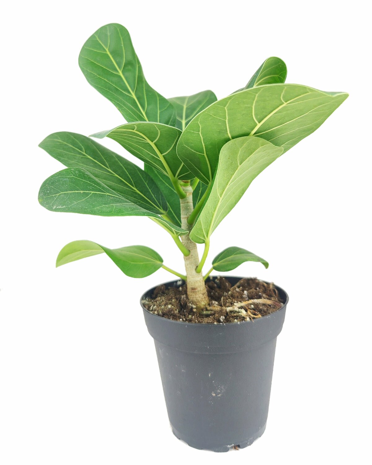 Ficus Audrey plant with twisted trunk, Ficus Audrey plant in a pot, Ficus Audrey plant in a hanging basket