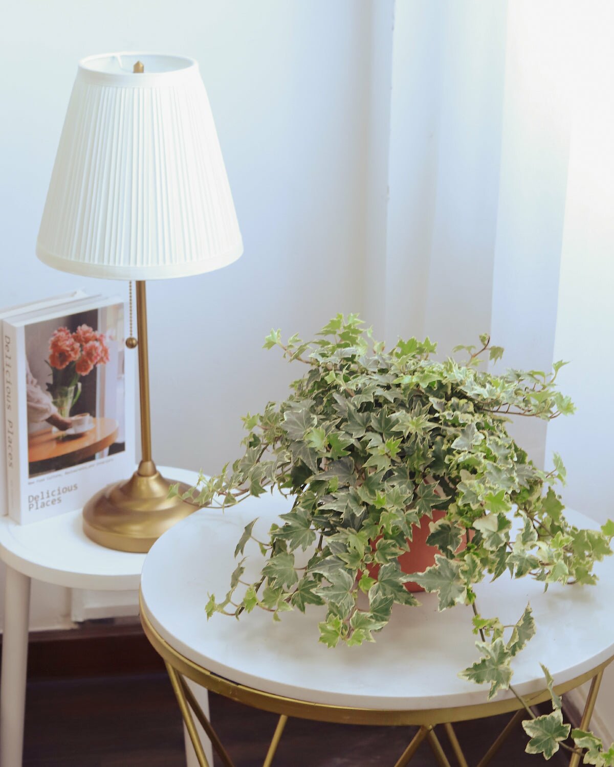 Glacier English Ivy, ivy plant for sale, trailing indoor plant, best houseplant for beginners, houseplant for home office decoration, ivy plant for sale, easy to care houseplant, Hedera helix Glacier