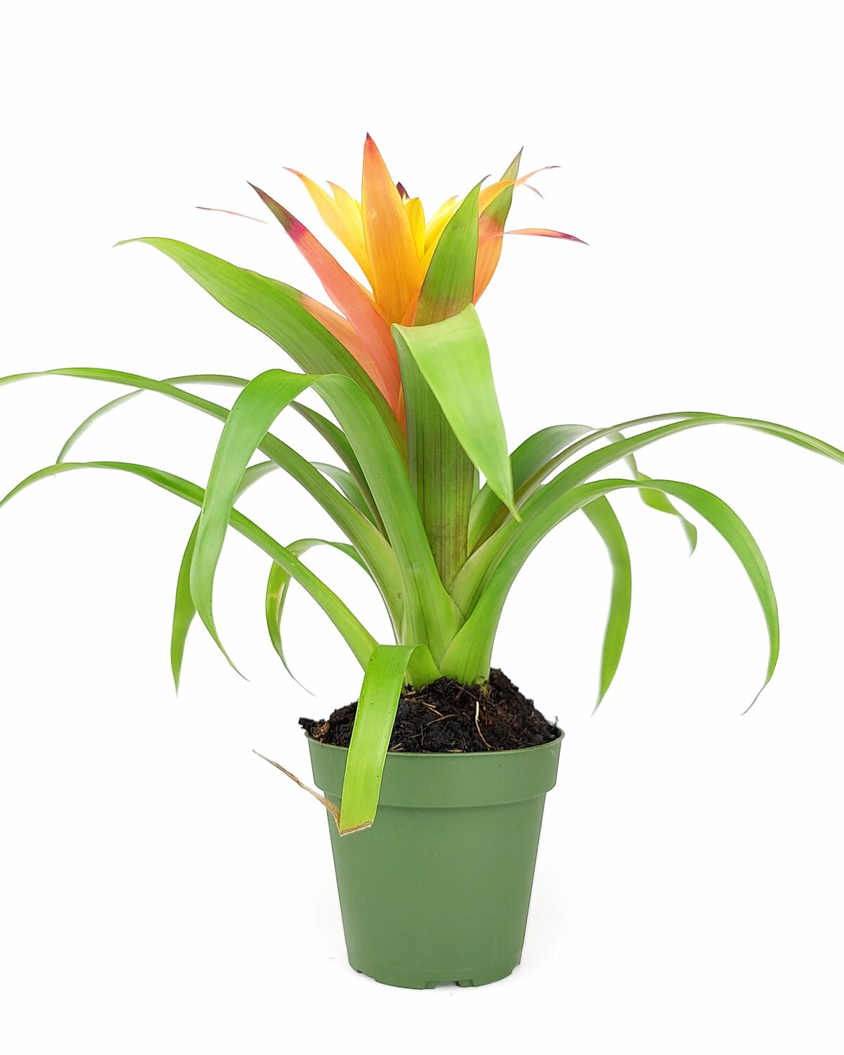 Guzmania hybrid orange plant, Guzmania Bromeliad, colorful houseplant, flowering plant for home office, low maintenance houseplant, easy to care plant for beginners