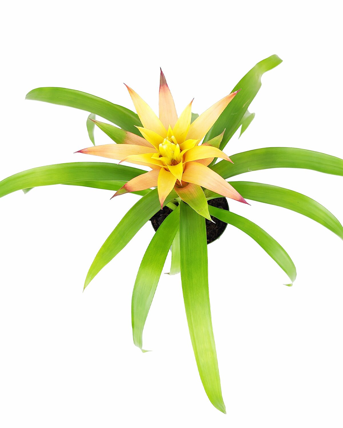 Guzmania hybrid orange plant, Guzmania Bromeliad, colorful houseplant, flowering plant for home office, low maintenance houseplant, easy to care plant for beginners