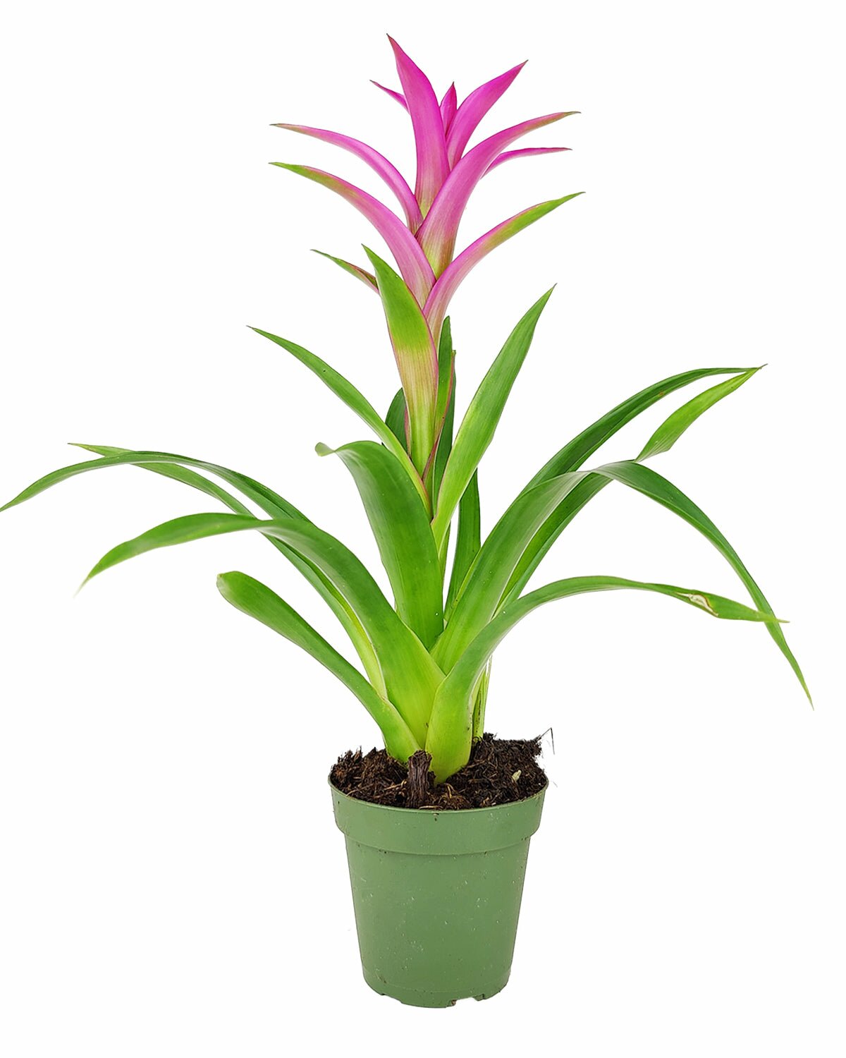 Guzmania hybrid pink plant, Guzmania Bromeliad, colorful houseplant, flowering plant for home office, low maintenance houseplant, easy to care plant for beginners