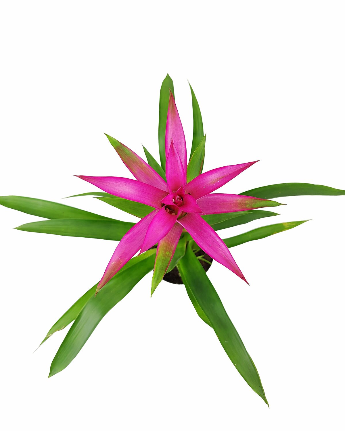 Guzmania hybrid pink plant, Guzmania Bromeliad, colorful houseplant, flowering plant for home office, low maintenance houseplant, easy to care plant for beginners