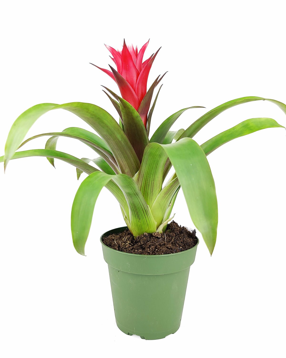 Guzmania hybrid red plant, Guzmania Bromeliad, colorful houseplant, flowering plant for home office, low maintenance houseplant, easy to care plant for beginners