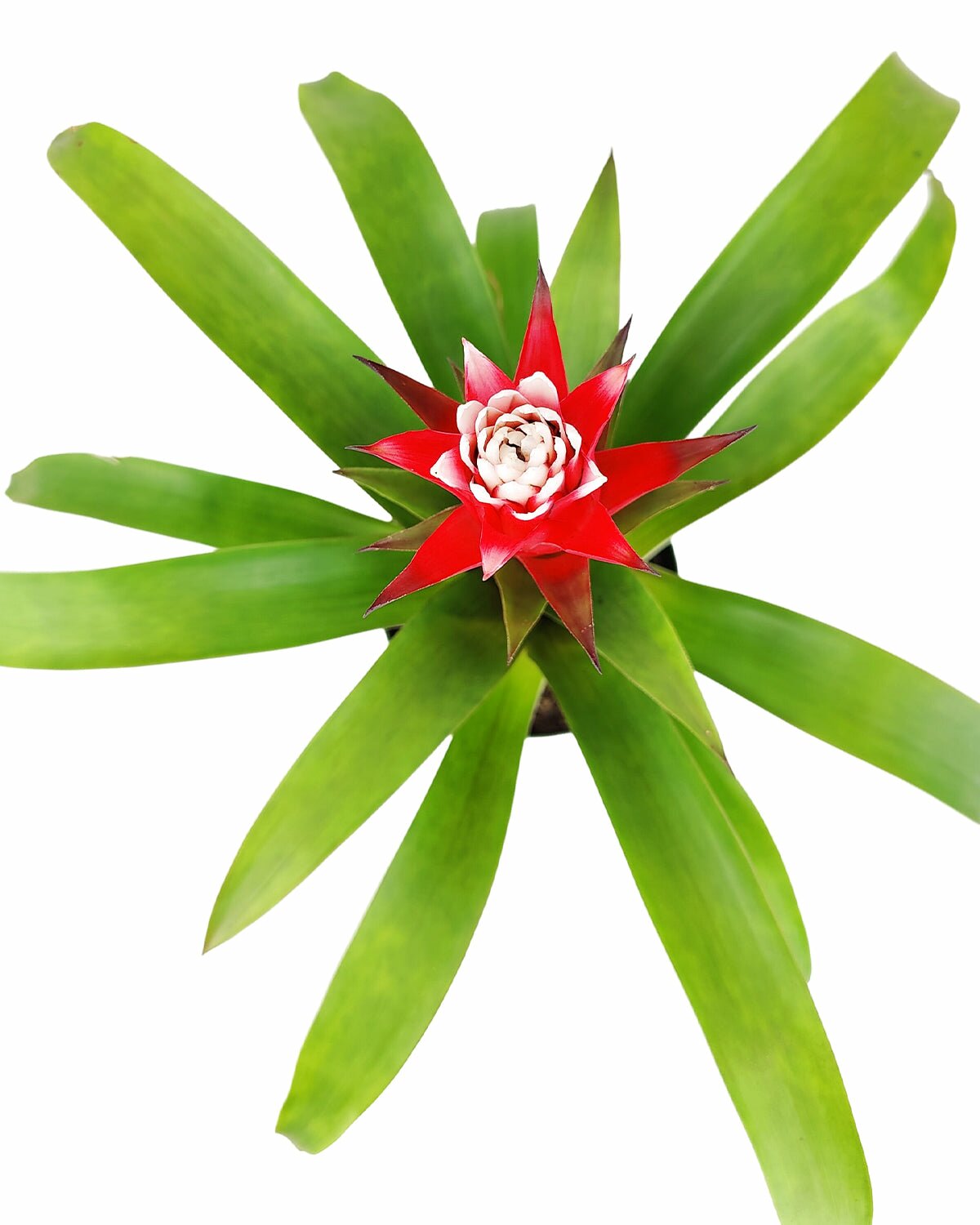 Guzmania hybrid red plant, Guzmania Bromeliad, colorful houseplant, flowering plant for home office, low maintenance houseplant, easy to care plant for beginners