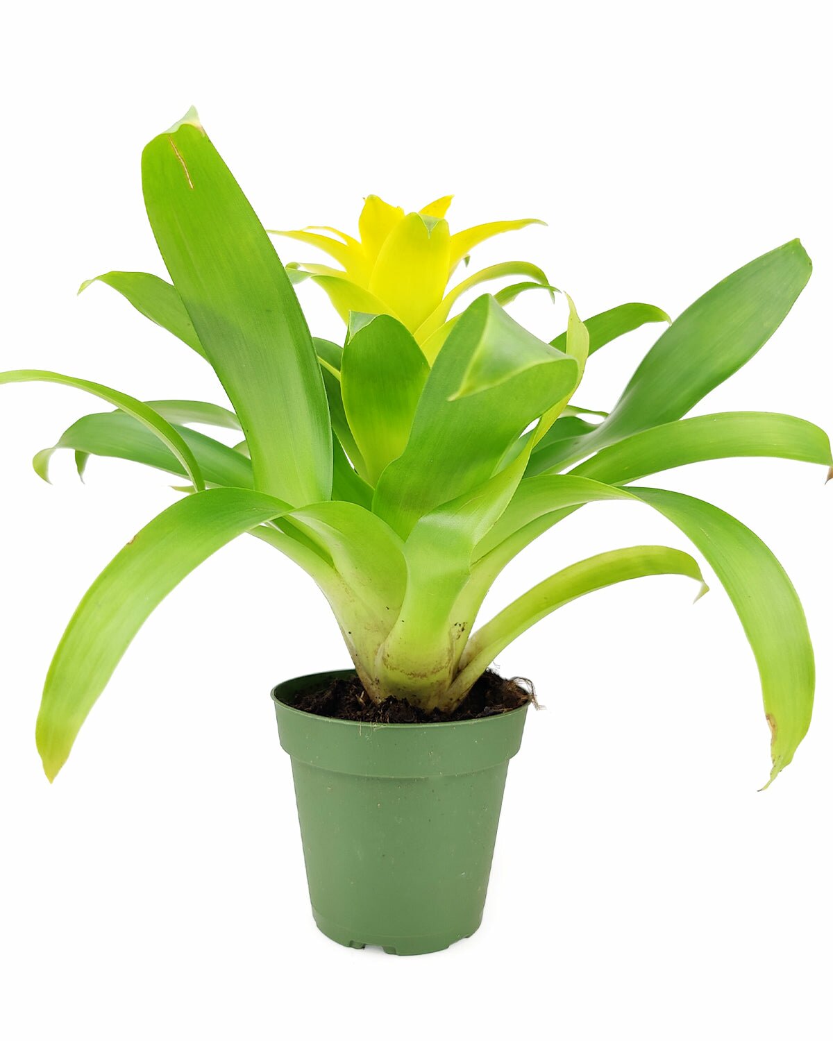 Guzmania hybrid yellow plant, Guzmania Bromeliad, colorful houseplant, flowering plant for home office, low maintenance houseplant, easy to care plant for beginners