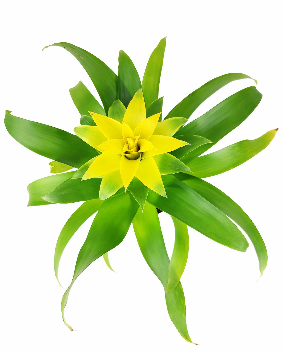 Guzmania hybrid yellow plant, Guzmania Bromeliad, colorful houseplant, flowering plant for home office, low maintenance houseplant, easy to care plant for beginners