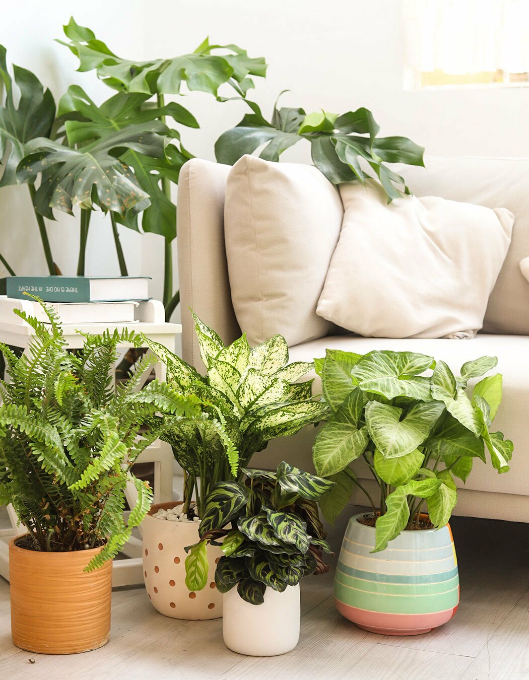 Best Air Purifying Plants for Your Health and Better Indoor Air Quality