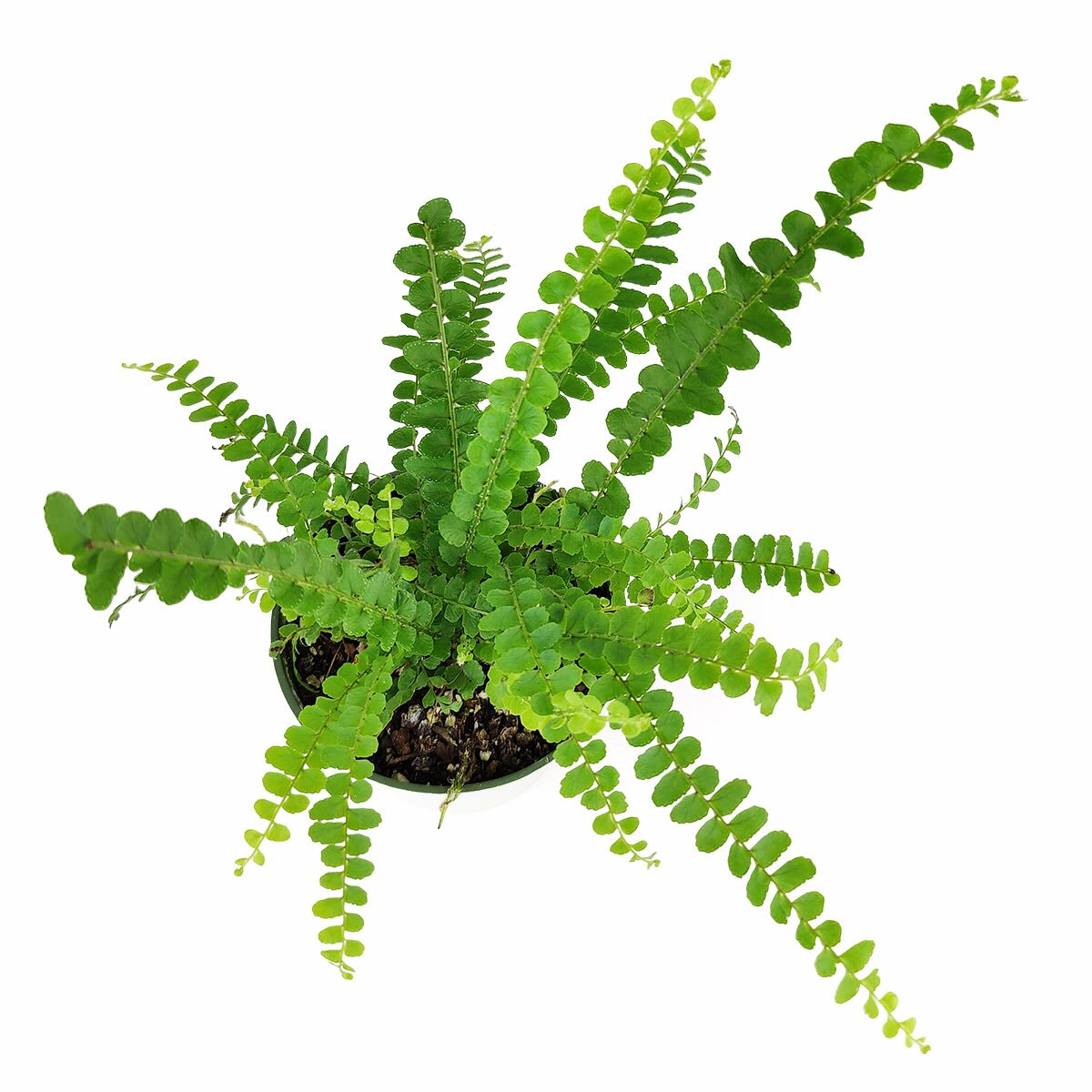 Lemon Button Fern, Nephrolepis cordifolia Duffii, easy to care houseplant for sale, live fern plant, buy lemon button fern online, pet friendly houseplant