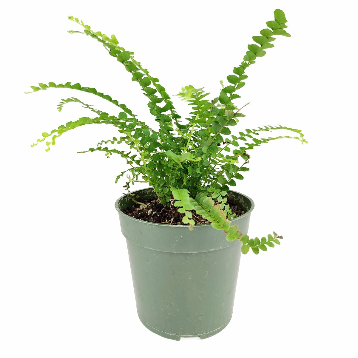 Lemon Button Fern, Nephrolepis cordifolia Duffii, easy to care houseplant for sale, live fern plant, buy lemon button fern online, pet friendly houseplant