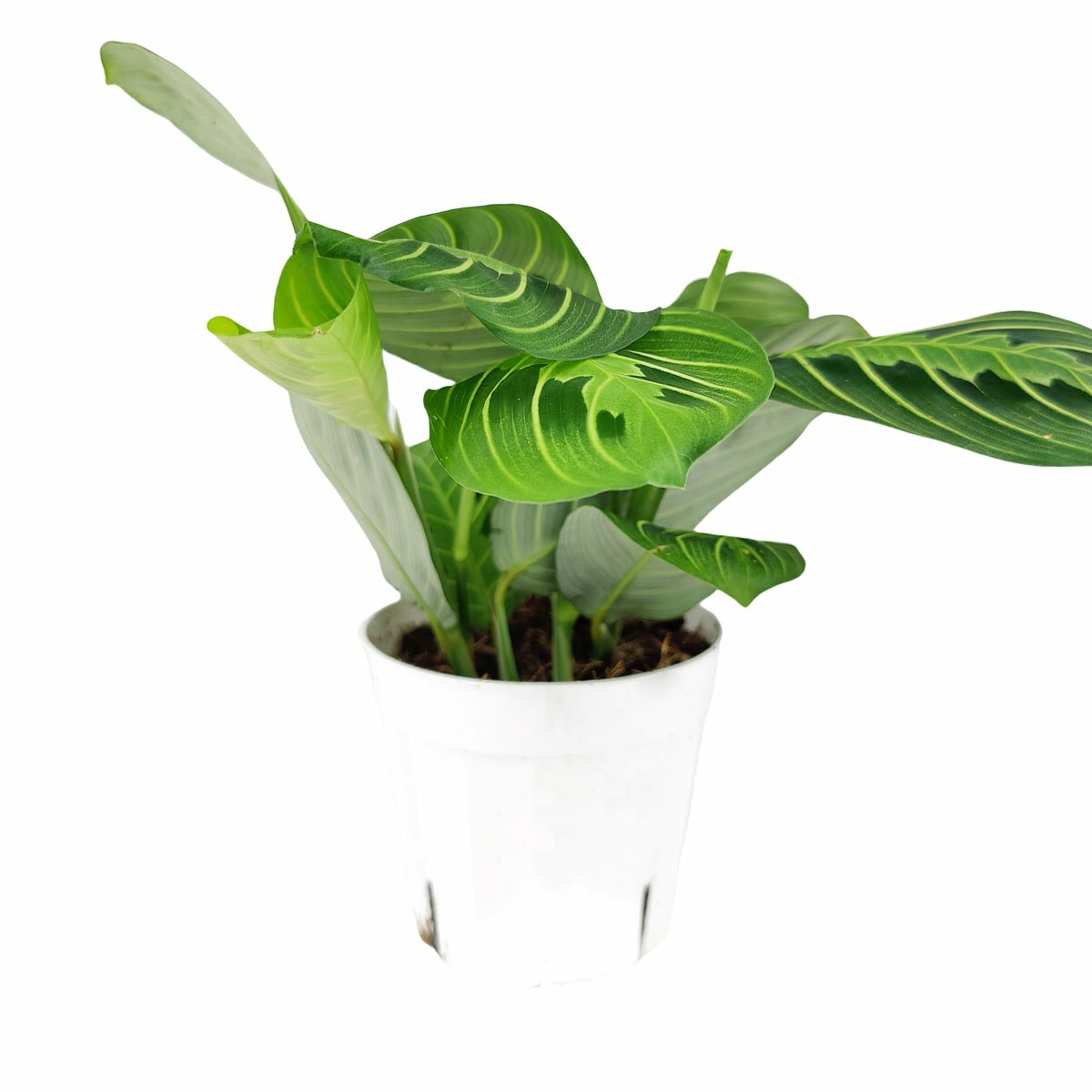 Maranta Lemon Lime for sale, Maranta leuconeura Lemon Lime, buy Prayer Plant online, live houseplant for sale, pet friendly houseplant