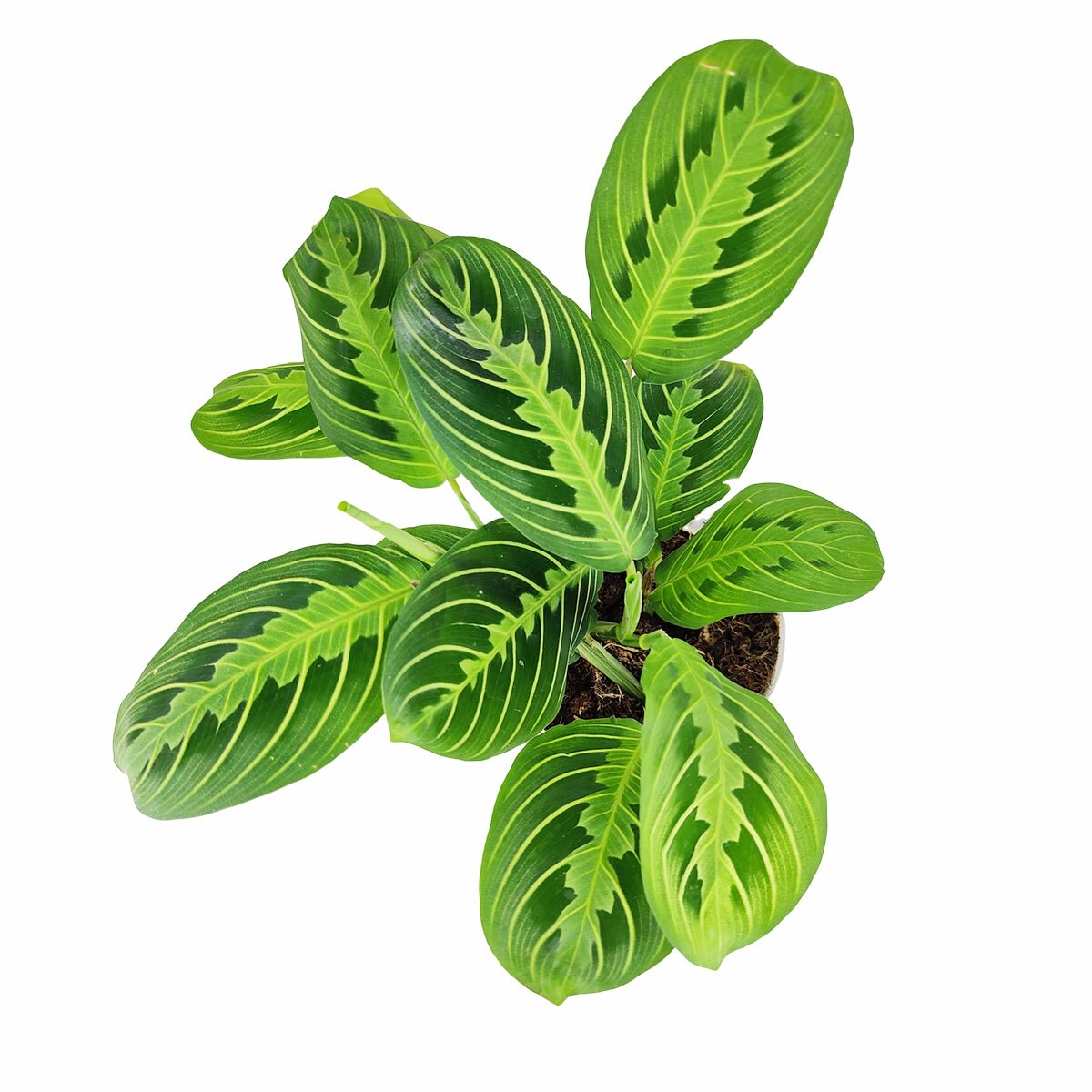Maranta Lemon Lime for sale, Maranta leuconeura Lemon Lime, buy Prayer Plant online, live houseplant for sale, pet friendly houseplant