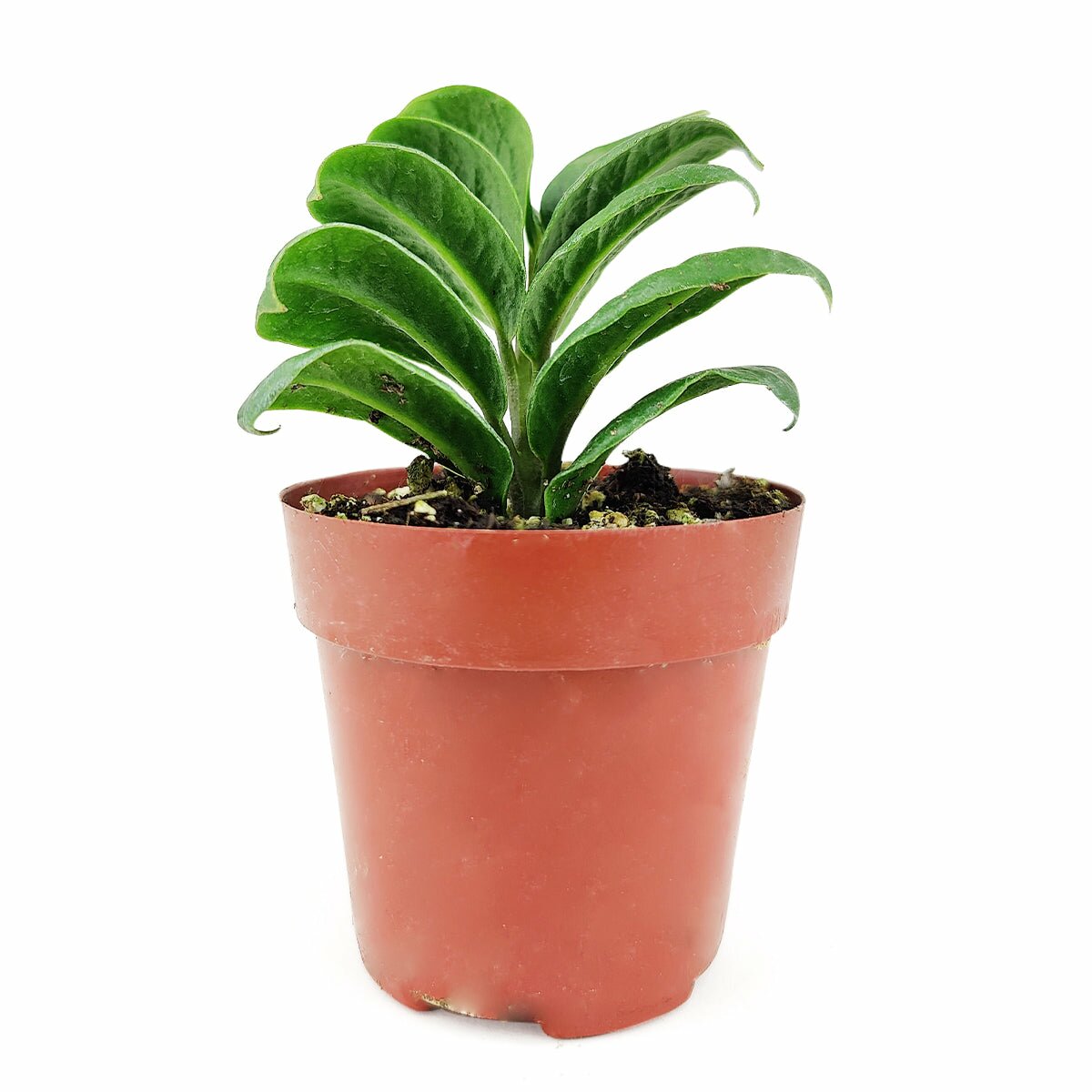 Buy ZZ plant online, Mini Zenzi Plant, Dwarf ZZ Plant, Zamioculcas Zamiifolia 'Zenzi', buy dwarft zz plant online, houseplant for low light, air purifying houseplant