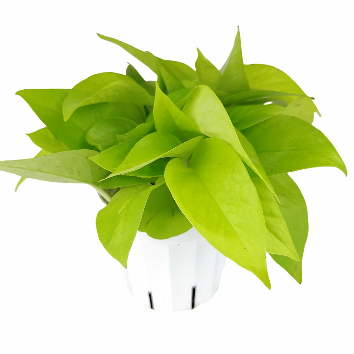 Neon Pothos, Epipremnum aureum 'Neon', air purifying houseplant, easy to care houseplant for beginners, neon pothos plant for sale, buy live pothos plant online, low maintenance houseplant