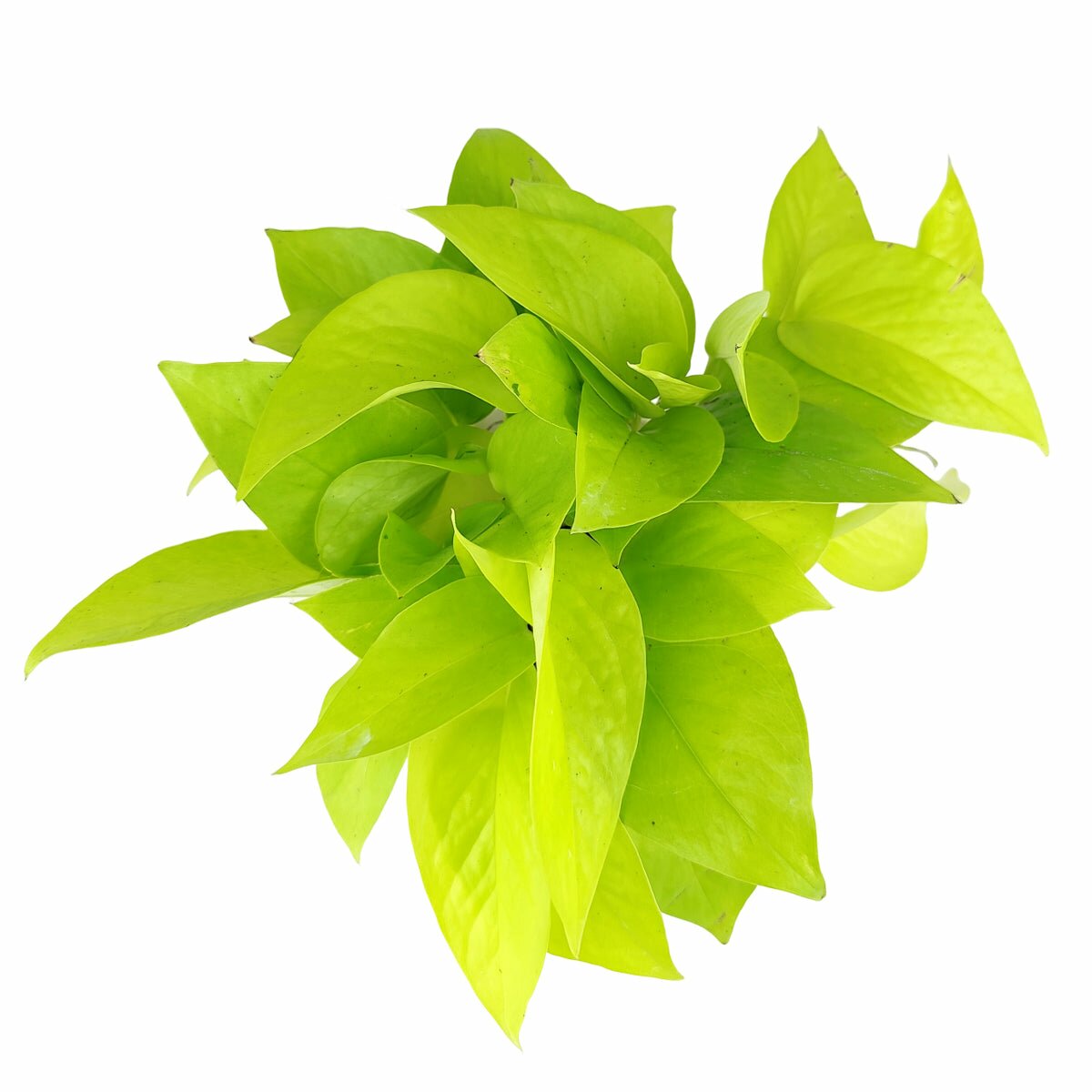 Neon Pothos, Epipremnum aureum 'Neon', air purifying houseplant, easy to care houseplant for beginners, neon pothos plant for sale, buy live pothos plant online, low maintenance houseplant